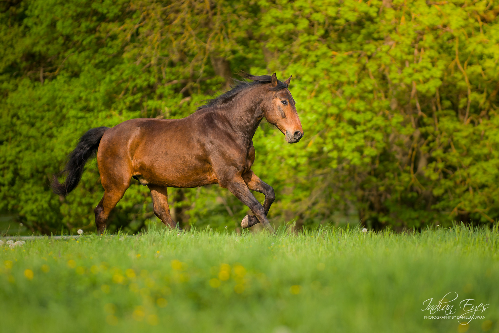 Pferd auf der Wiese