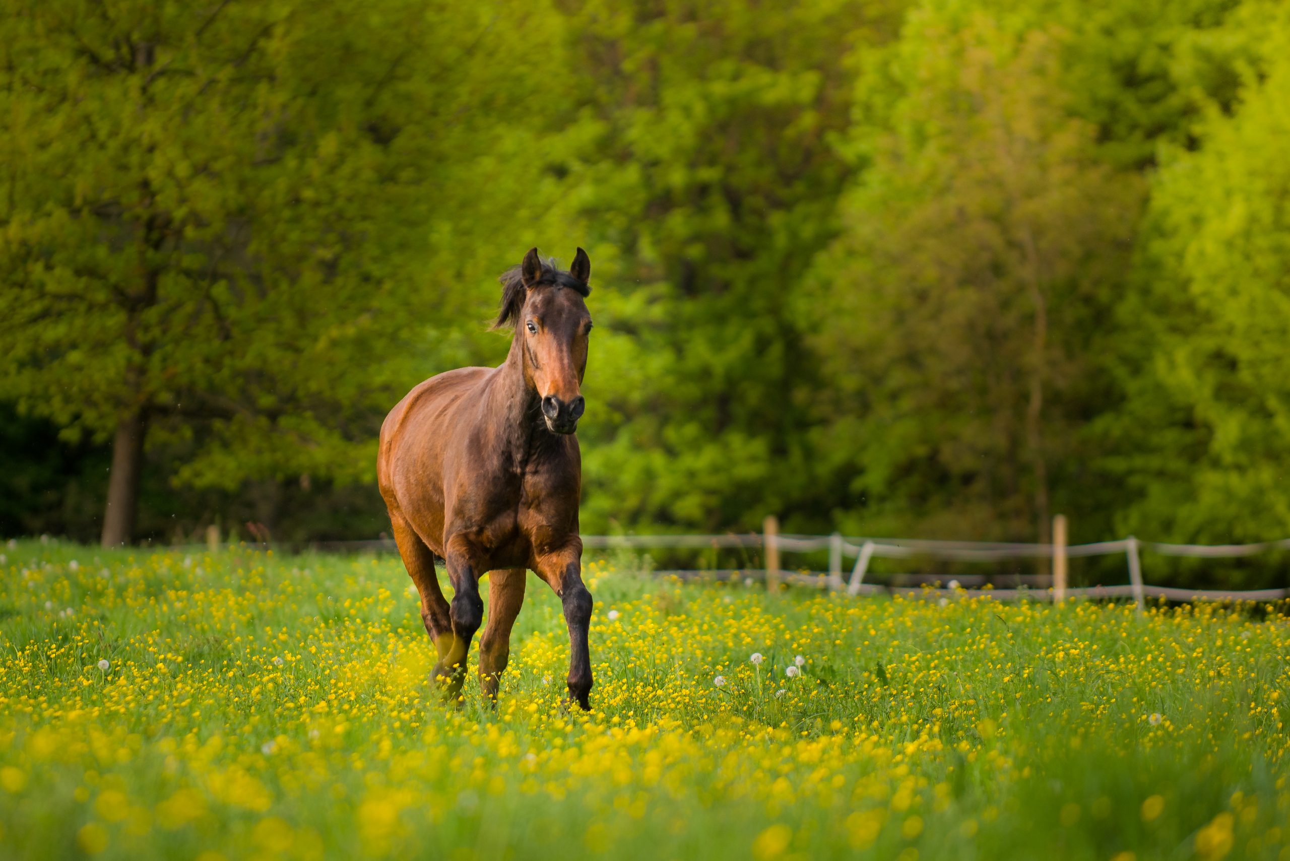 _DSC0678 Pferd auf der Wiese